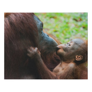 Orangutan Mother with Baby Faux Canvas Print