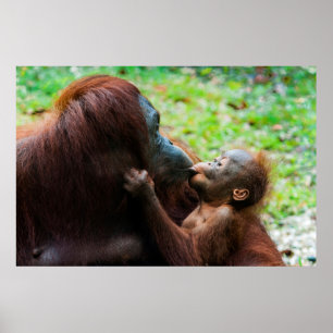 Orangutan Mother with Baby Poster