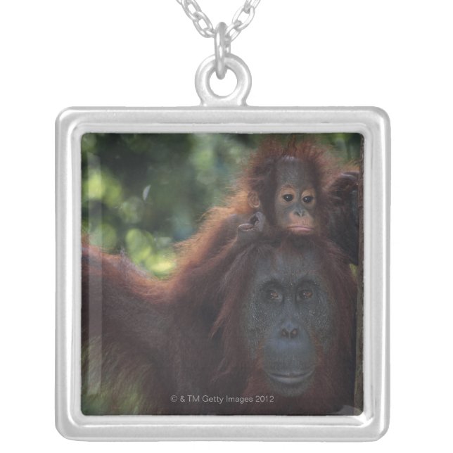 Orangutan Mother with Baby Silver Plated Necklace (Front)