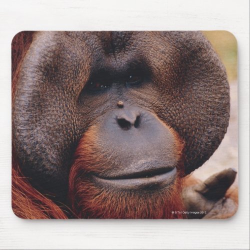 Orangutan Mouse Pad