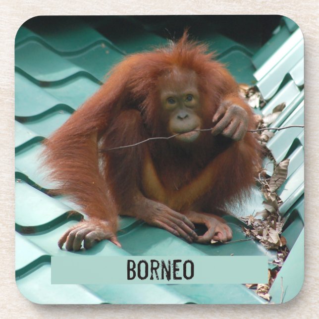 Orangutan on Roof at Sepilok in Borneo Photograph Beverage Coaster (Front)