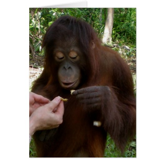 Orangutan Orphan Eats Peanuts in Jungle Cards (Front)