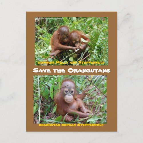 Orangutan Orphans at OFI Island of  Borneo Postcard