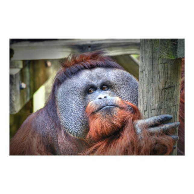 Orangutan Photo Print (Front)