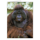Orangutan Pongo Pygmaeus (Front)