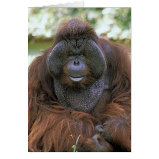 Orangutan Pongo Pygmaeus Cards (Front)