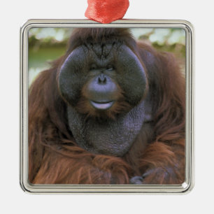 Orangutan Pongo Pygmaeus Metal Ornament