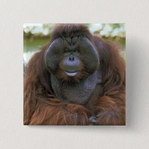 Orangutan Pongo Pygmaeus Pinback Button