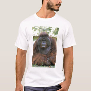 Orangutan Pongo Pygmaeus T-Shirt