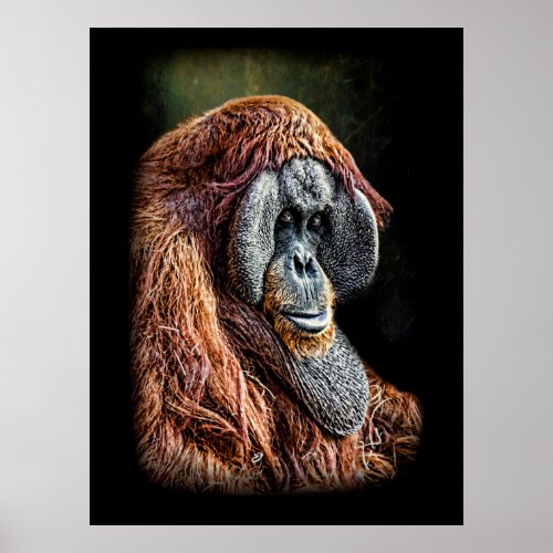 Orangutan portrait poster