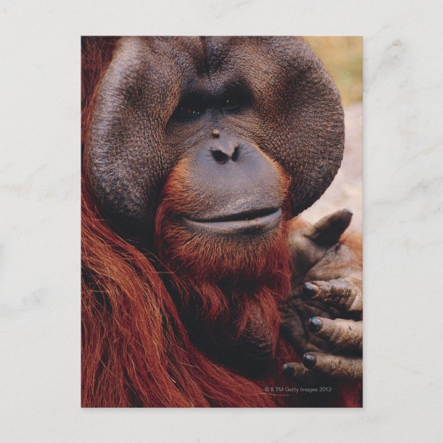 Orangutan Postcard (Front)
