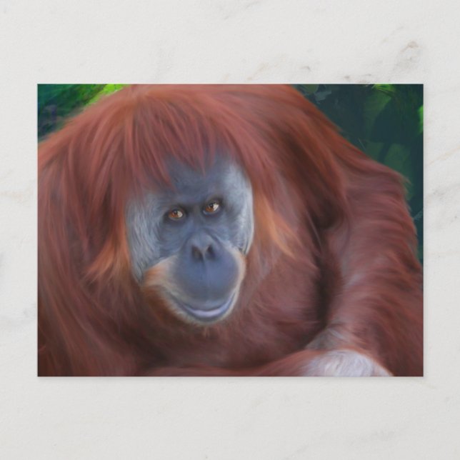 Orangutan Postcard (Front)