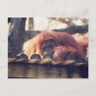 Orangutan Postcard