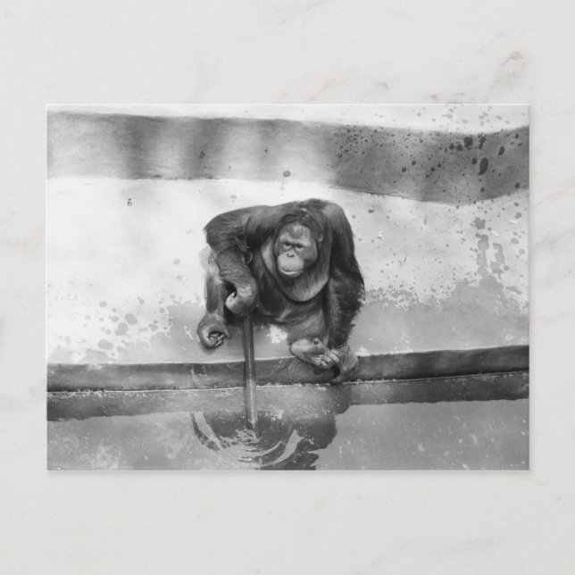 Orangutan Postcard (Front)