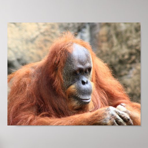 Orangutan poster | Zazzle