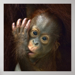 Orangutan Poster