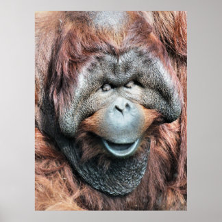 Orangutan Posters | Zazzle