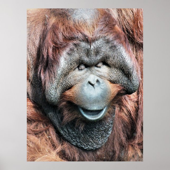 ORANGUTAN POSTER (Front)