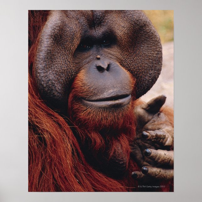 Orangutan Poster (Front)