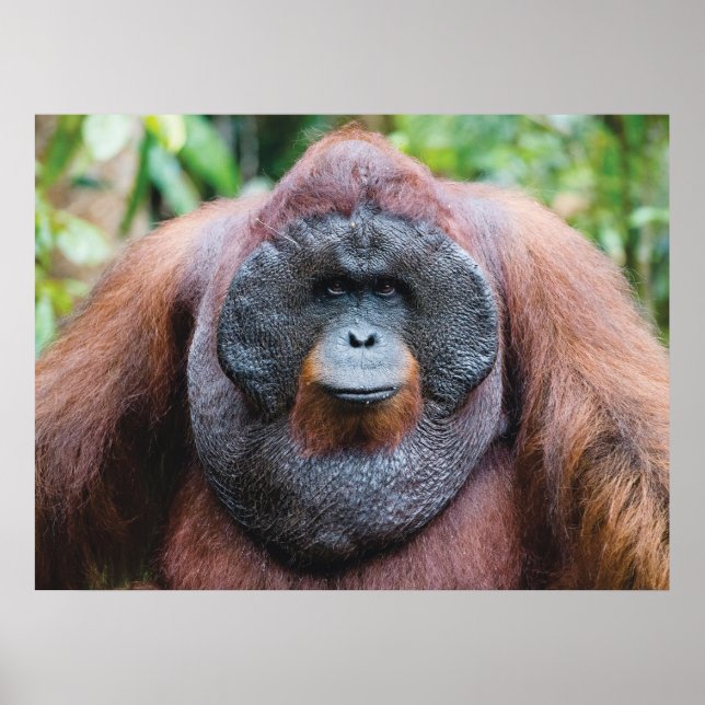 Orangutan poster (Front)
