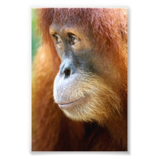 Orangutan Profile Photo Print | Zazzle