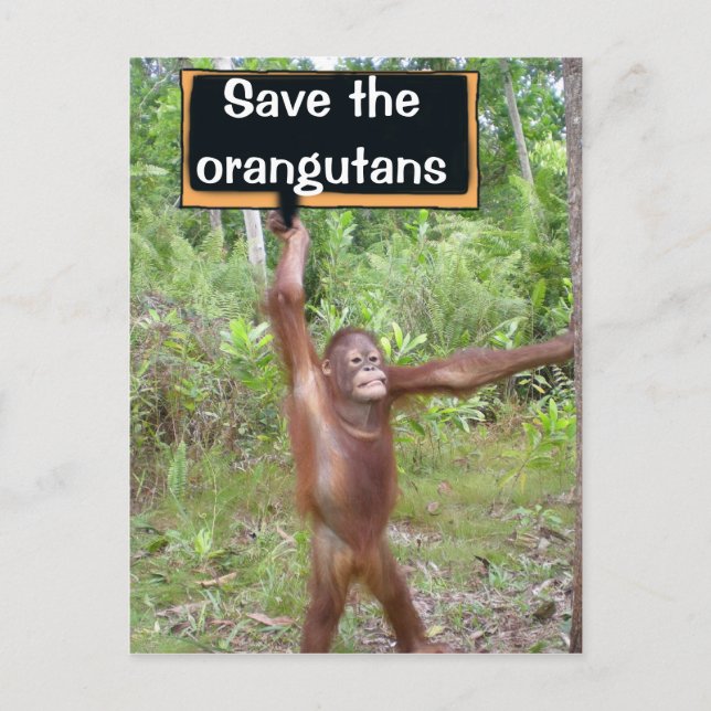 Orangutan Protest Sign Postcard (Front)