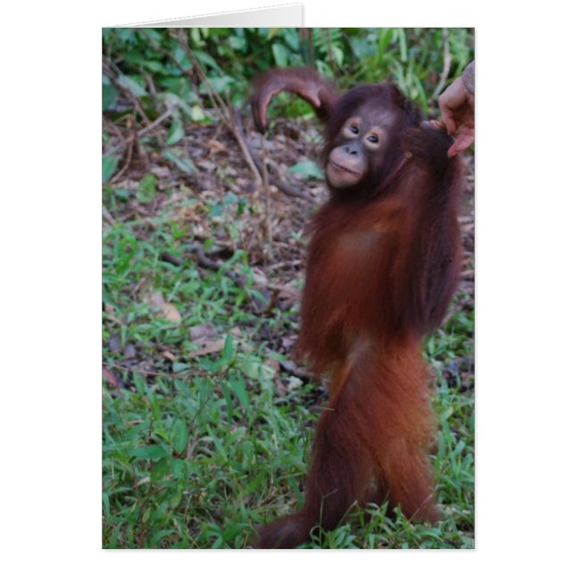 Orangutan Rainforest Hike Cards (Front)
