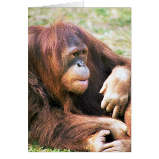Orangutan Reclining Cards (Front)