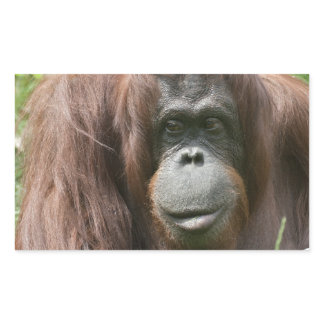 Orangutan Rectangular Sticker