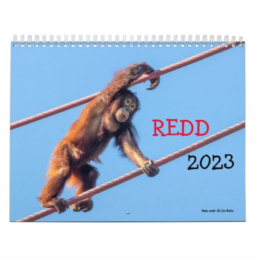 Orangutan Redd 2023 Calendar
