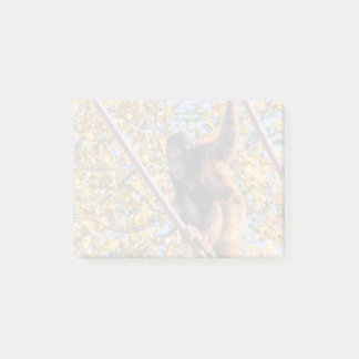 Orangutan Redd at the National Zoo Notes