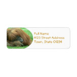 Orangutan Return Address Label