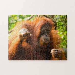 Orangutan Singapore Zoo . Jigsaw Puzzle