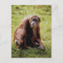 Orangutan sitting on grass and looking at camera postcard