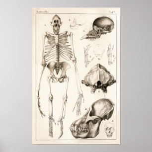 Orangutan Skeleton Skull Veterinary Anatomy Print