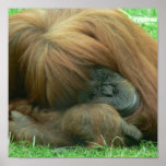 Orangutan Sleeping Print