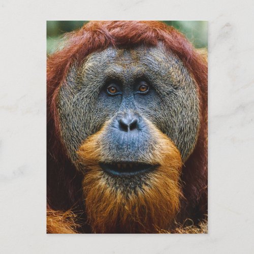 Orangutan _ Sumatra Indonesia Postcard