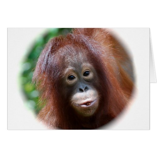 Orangutan Toddler