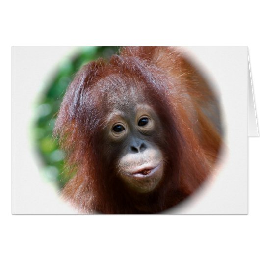 Orangutan Toddler Cards (Front Horizontal)