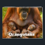 Orangutan Treasures: A Year of Gentle Giants Calendar<br><div class="desc">Celebrate the beauty and wonder of orangutans with our exclusive calendar! This calendar features stunning photography of playful orangutan babies,  majestic flanged males and remarkable supermothers,  bringing you closer to these incredible creatures.</div>