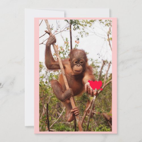 Orangutan Valentine Cards