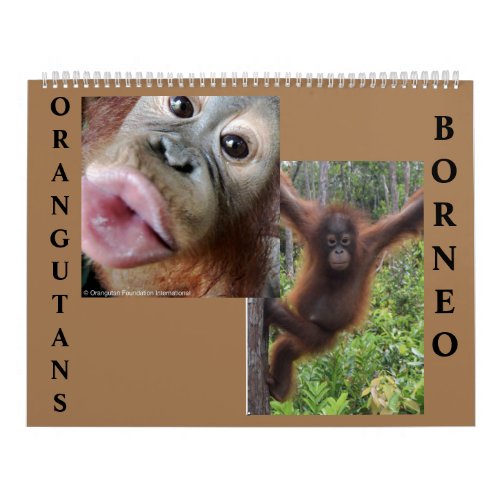 Orangutans Borneo Calendar