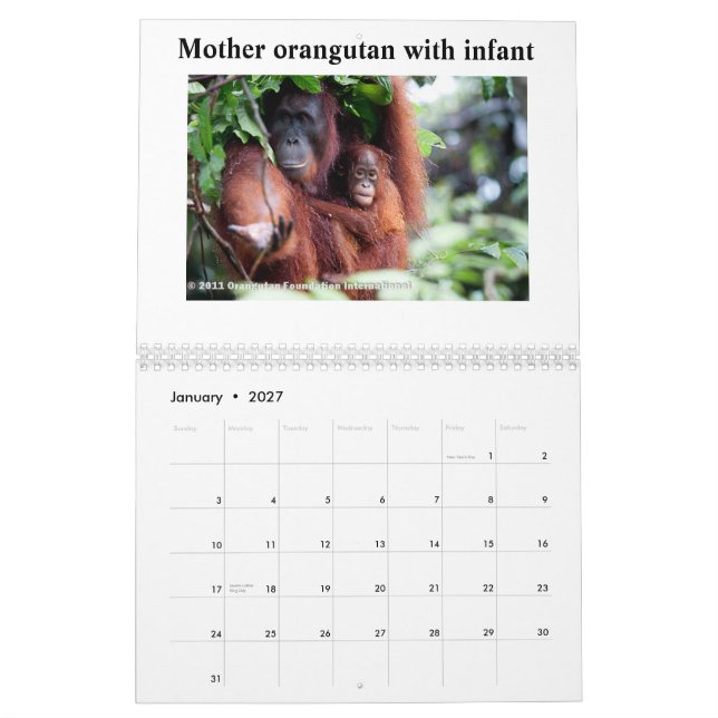 Orangutans Calendar (Jan 2027)