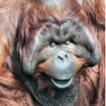 ORANGUTANS DRINK PITCHER<br><div class="desc">A beautiful photographic design of a male orangutan.</div>