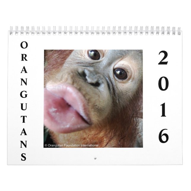 Orangutans in Rainforest Calendar (Cover)