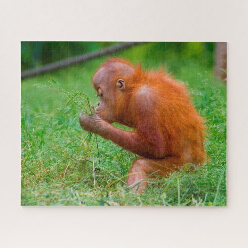 Orangutans Jigsaw Puzzle