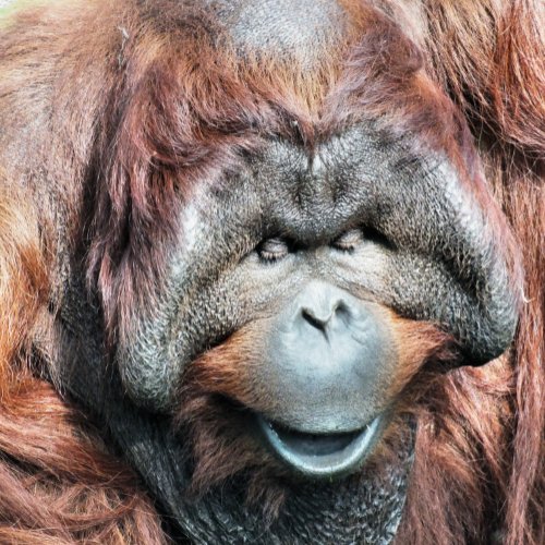 ORANGUTANS JIGSAW PUZZLE