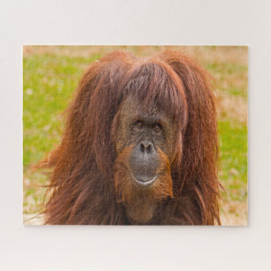 Orangutans. Jigsaw Puzzle