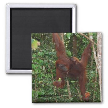 Orangutans Mother And Baby Magnet by Rebecca_Reeder at Zazzle