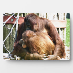 ORANGUTANS PLAQUE